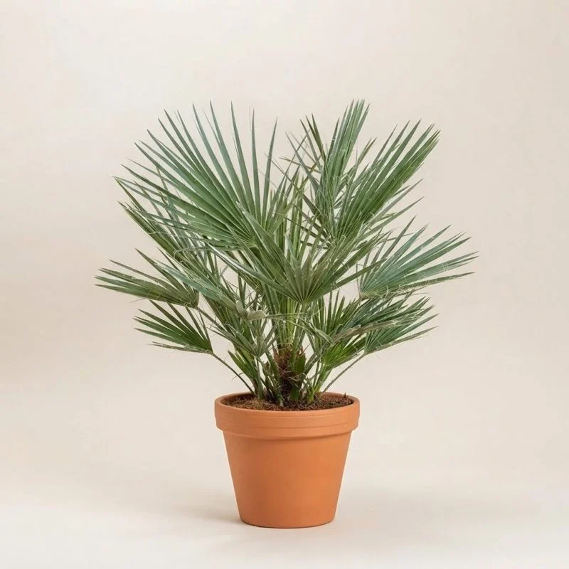 Хамеропс ("Humilis" )