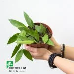 Хойя Carnosa "Gracilis" (20 см.) — Квітковий стиль, Харків