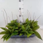 Хойя Hoya callistophylla Black cat очікується 28,03,2026 — Квітковий стиль, Харків