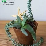 Композиція з кактусів і сукулентів №52 — Квітковий стиль, Харків