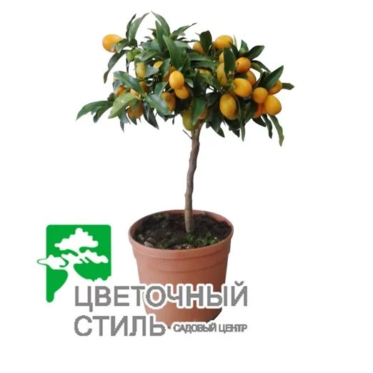 Кумкват (45см)