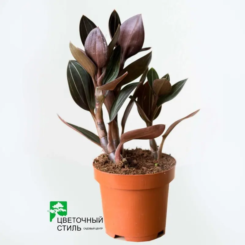 Лудизия discolor (30см)