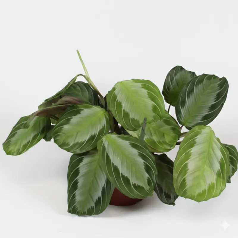 Маранта Maranta leuconeura 'Momagrey'