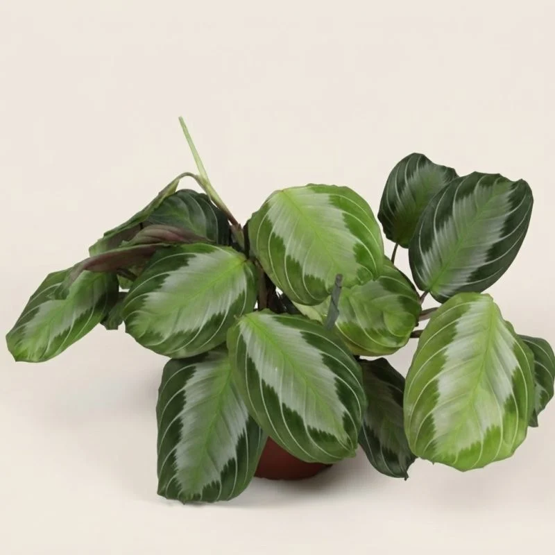 Маранта Maranta leuconeura 'Momagrey'