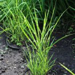 Міскантус "Zebrina Strictus Draft" — Квітковий стиль, Харків