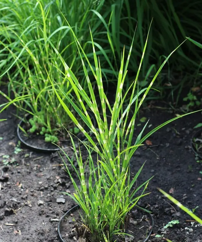 Міскантус "Zebrina Strictus Draft"