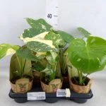 Монстера Monstera deliciosa Thai Constellation «Тайське Сузір'я» (25см) — Квітковий стиль, Харків