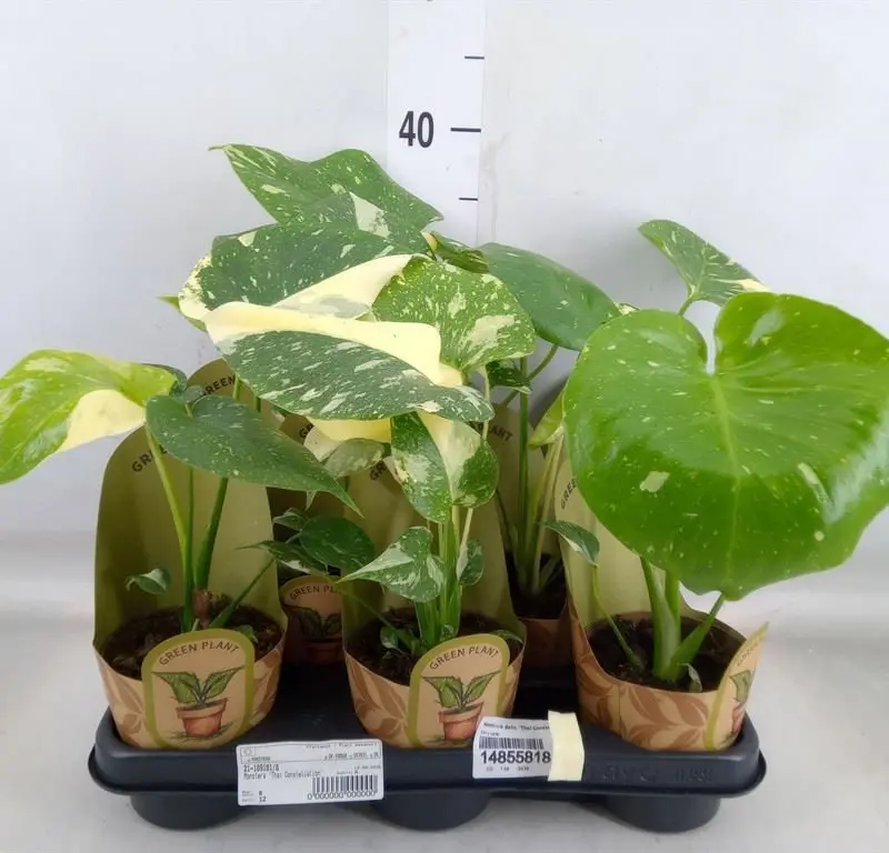 Монстера Monstera deliciosa Thai Constellation «Тайське Сузір'я» (25см)
