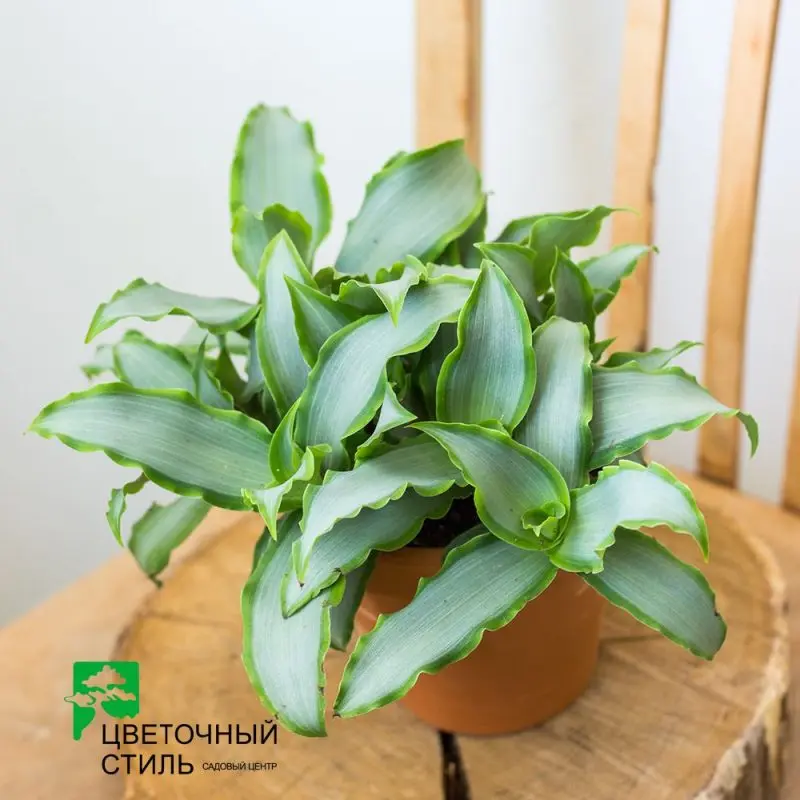 Мурдания loriformis Bright Star ожидается