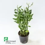 Педілантус "Pedilanthus Tithymal" (45 см) — Квітковий стиль, Харків