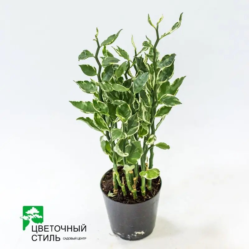 Педілантус "Pedilanthus Tithymal" (45 см)