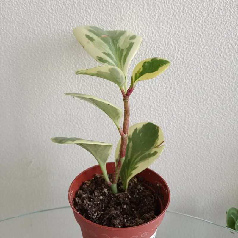 Пеперомия Обтусифолия (Peperomia obtusifolia variegata)