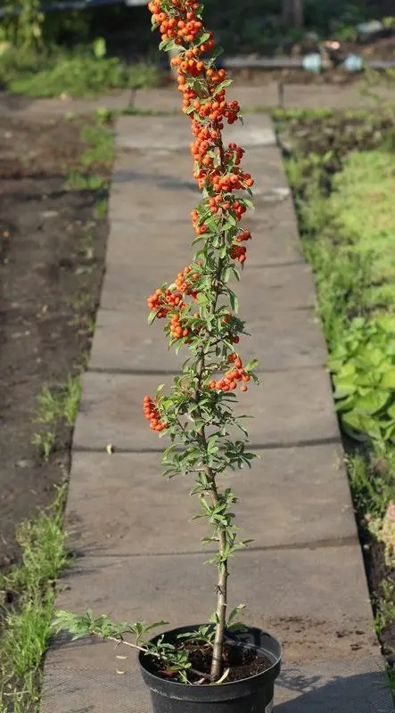 Піраканта сoccinea "Orange Glow" (h 50-100 см)
