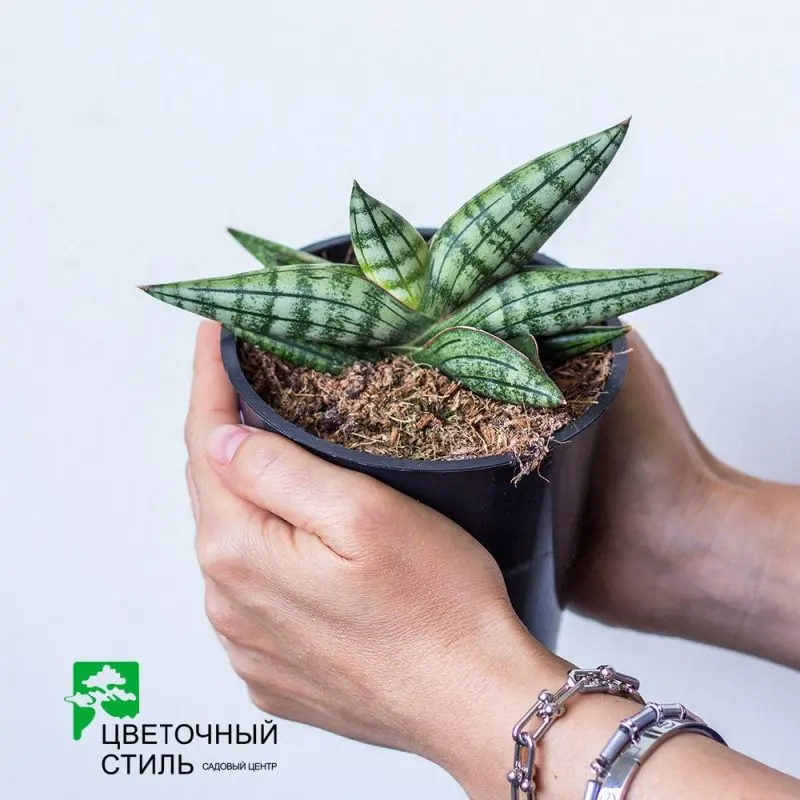 Сансев'єрія Сансевиерия Tiara Inti (20 см.)