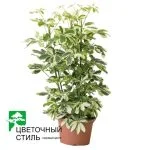 Шеффлера Charlotte (50см) — Квітковий стиль, Харків