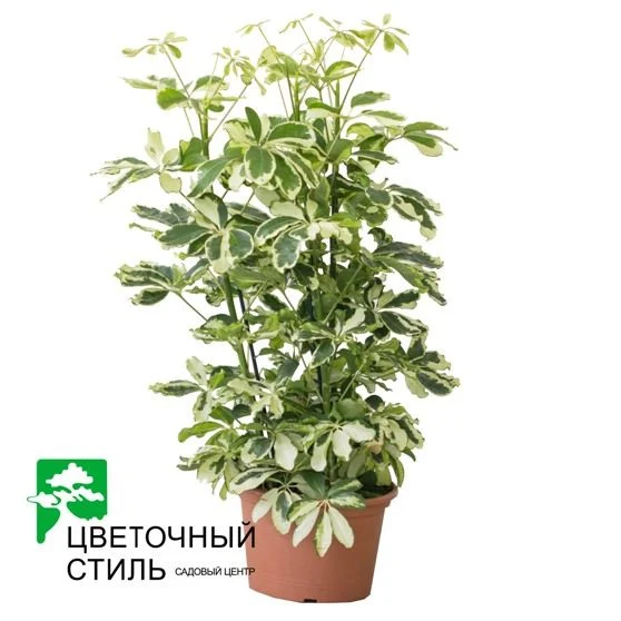 Шеффлера Charlotte (50см)