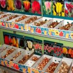 СКОРО!!! Луковицы голландских тюльпанов — Квітковий стиль, Харків