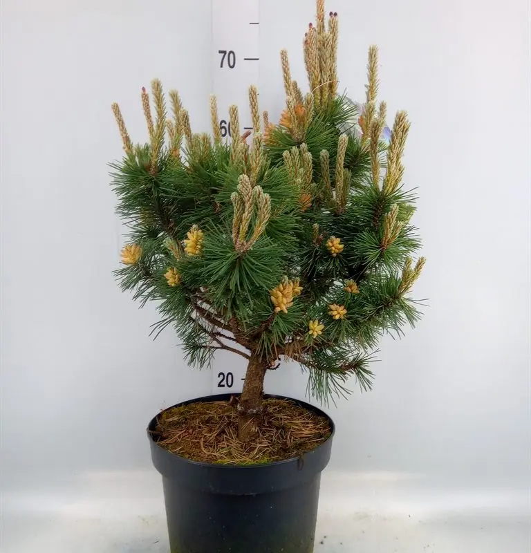 Сосна гірська Колумбо (Pinus mugo Columbo) 65см