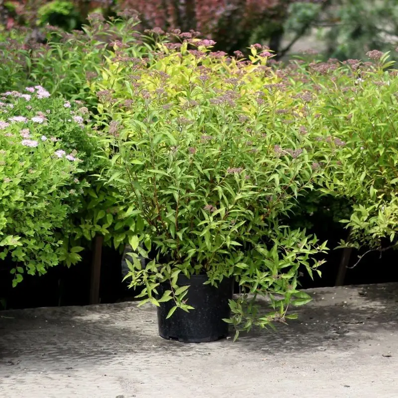 Спирея japonica