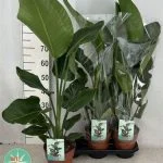 Стреліція Nicolai Strelitzia Nicolai (85 см) — Квітковий стиль, Харків