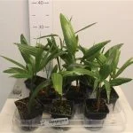 Трахікарпус Форчуна Вагнерианус (Trachycarpus fortunei var. wagnerianus) 30 см — Квітковий стиль, Харків