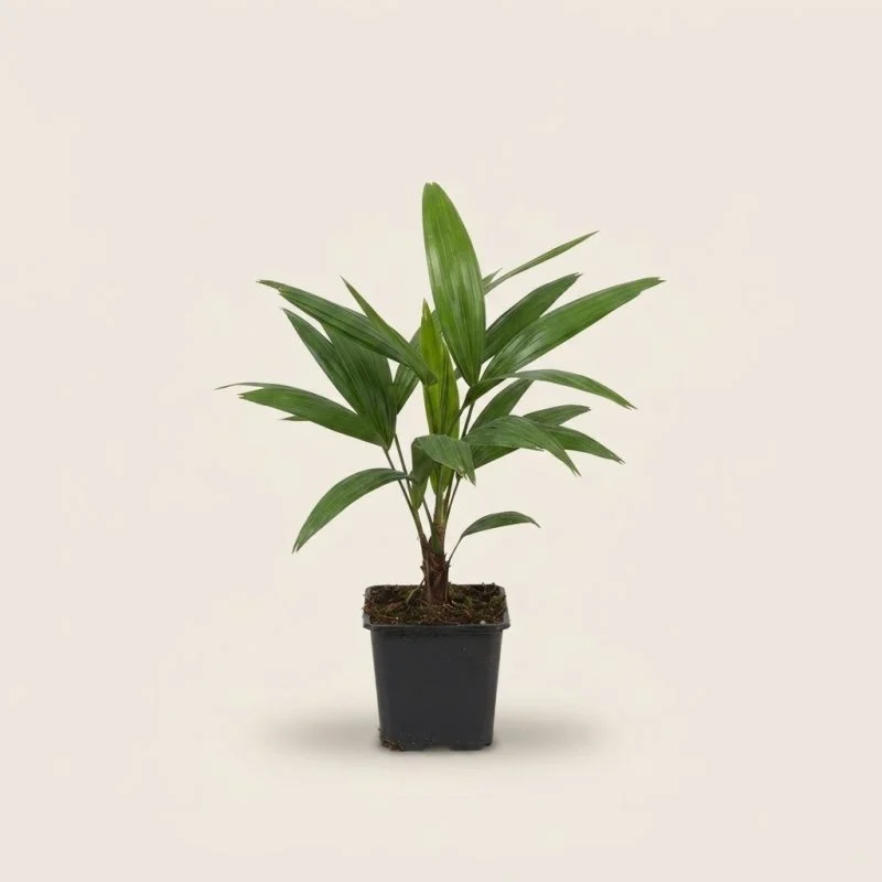 Трахікарпус Форчуна Вагнерианус (Trachycarpus fortunei var. wagnerianus) 30 см
