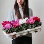Цикламен мікс сортів (25см) — Квітковий стиль, Харків