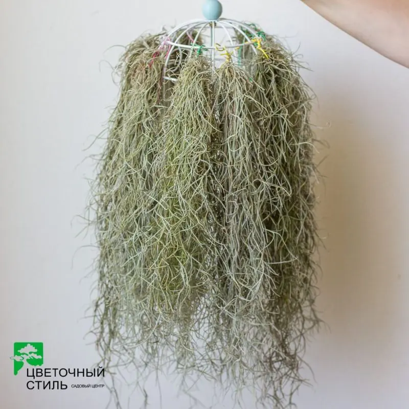 Тіландсія атмосферна "Usneoides" (20 см)