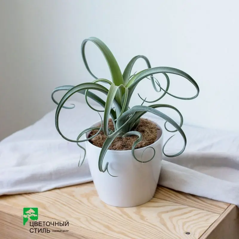 Тилландсия "Curly Slim" (25см)