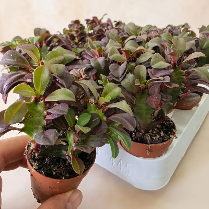 Еуфорбія тригона «Рубра» (Euphorbia trigona 'Rubra')