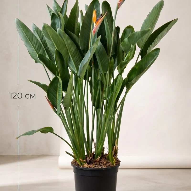 Стреліція Регіна (Strelitzia reginae)