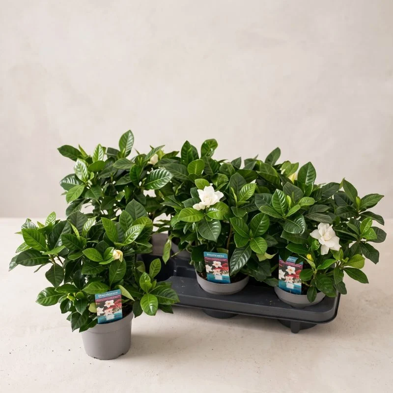 Гарденія жасминоподібна Jasminoides