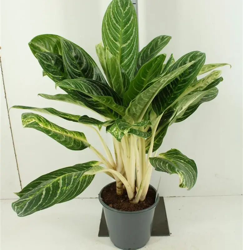 Аглаонема "Keylime" (70 см.)