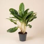 Аглаонема "Keylime" (70 см.)