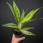 Аглаонема Kl Matcha Lemon (40 – 50 см) — Квітковий стиль, Харків