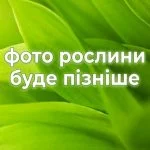 Аглаонема мікс сортів — Квітковий стиль, Харків