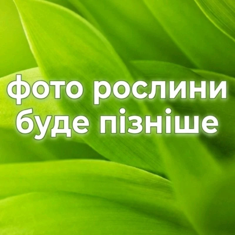 Аглаонема мікс сортів