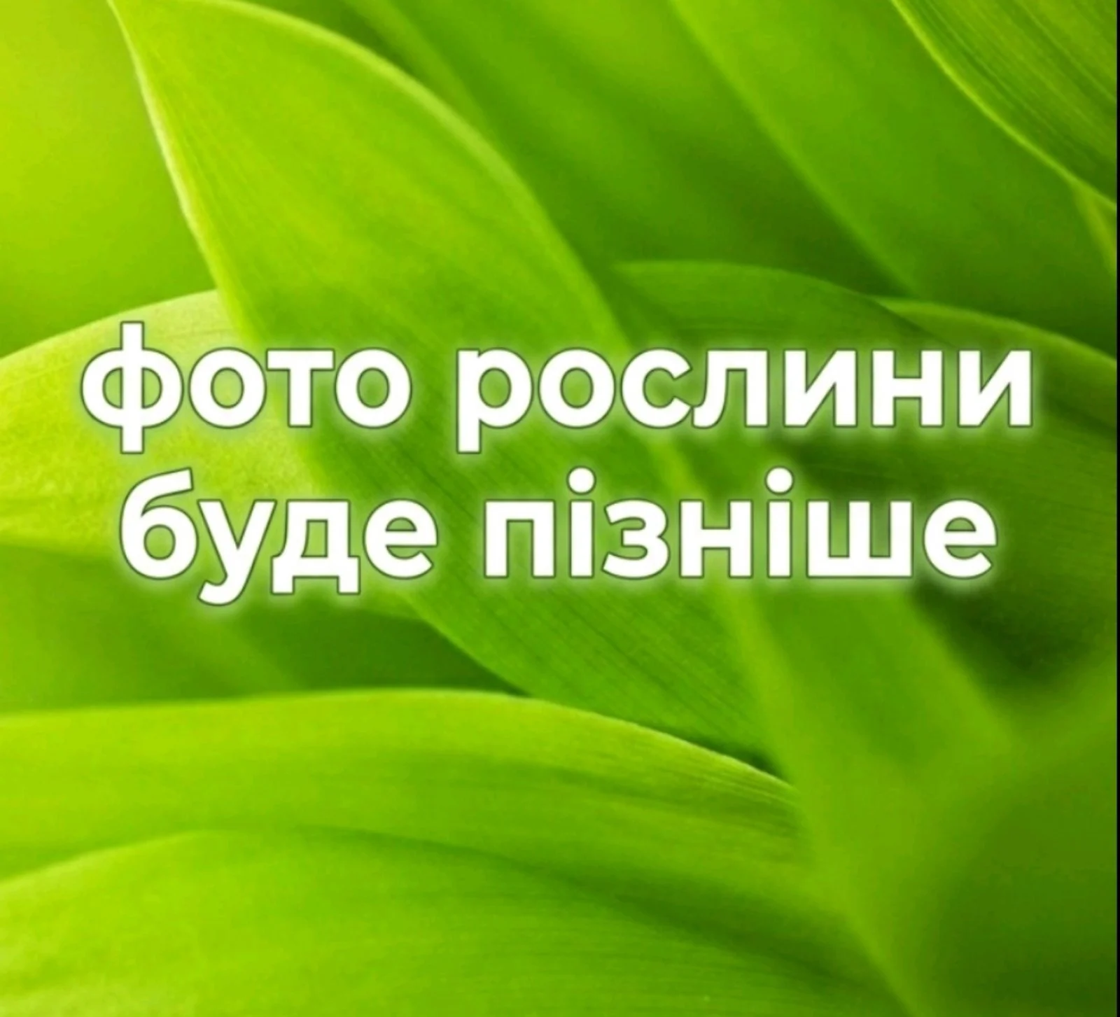 Аглаонема мікс сортів — Квітковий стиль, Харків