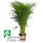 Арека Lutescens (120 см) — Квітковий стиль, Харків