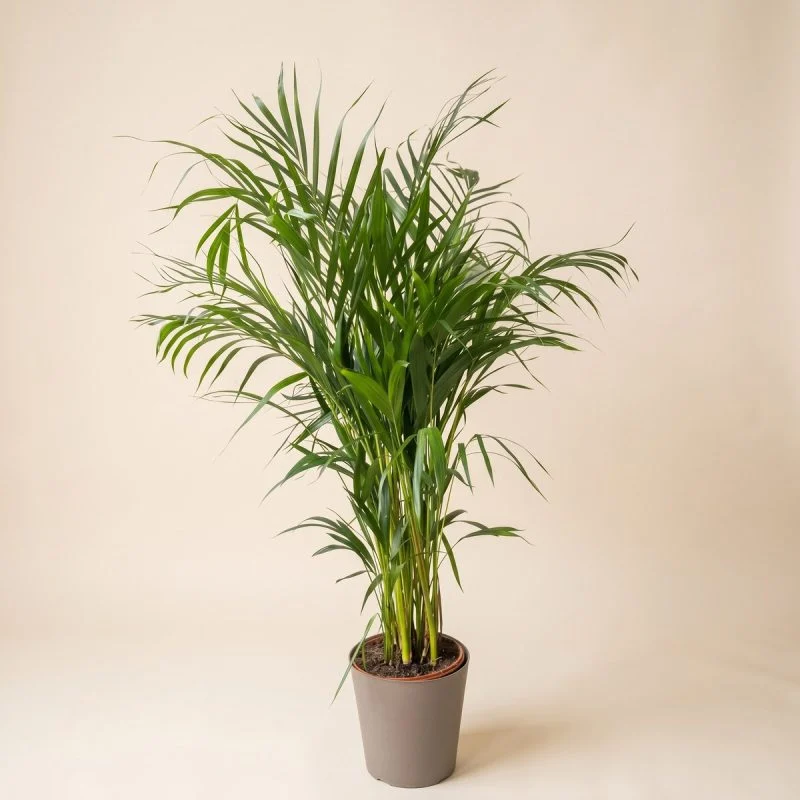 Арека Lutescens (120 см)