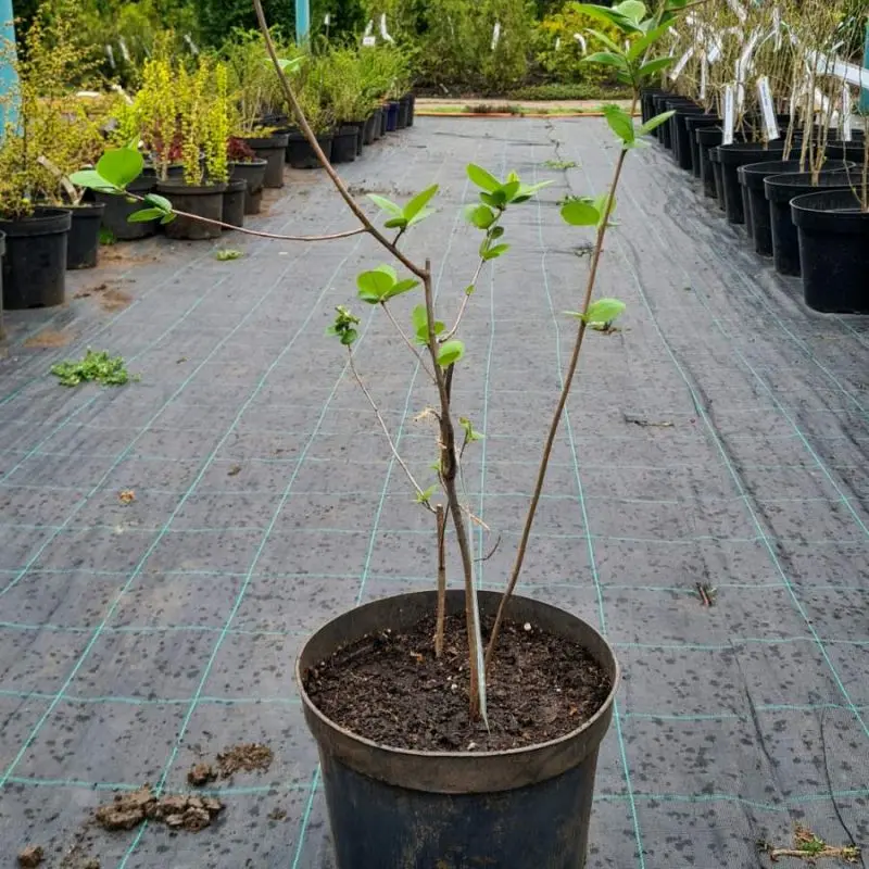 Аронія Sorbus