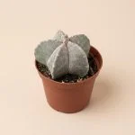 Астрофітум Myriostigma (10см)