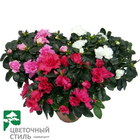 Азалія (рододендрон) мікс сортів (30 см)