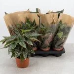 Бегонія Maculata Spotlight Green — Квітковий стиль, Харків