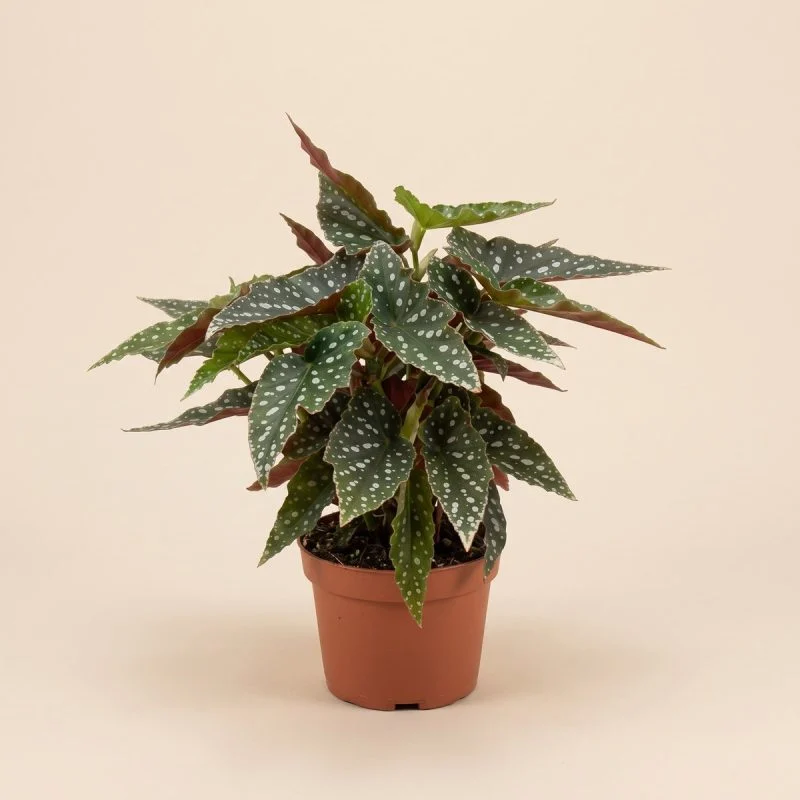 Бегонія Maculata Spotlight Green