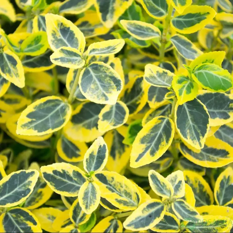 Бересклет fortunei «Emerald Gold» (15 - 20 см.)