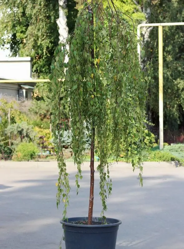 Береза pendula Youngii