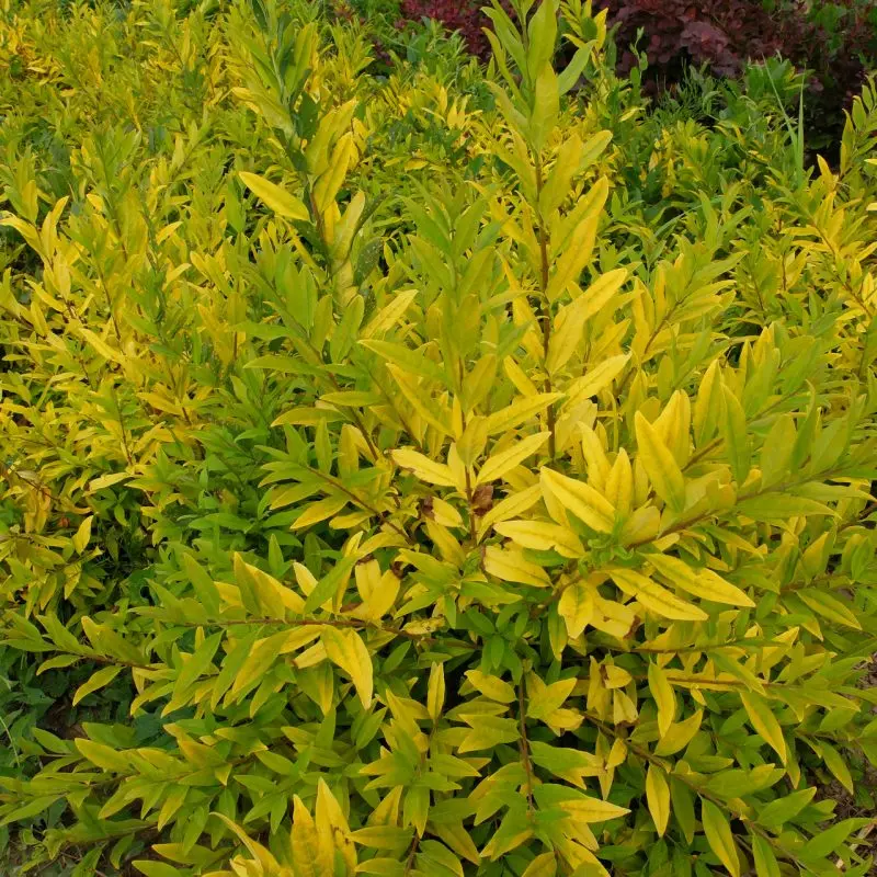 Бірючина ovalifolium Aurea