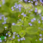 Бруннера чи незабудочник (Brunnera spisies) — Квітковий стиль, Харків
