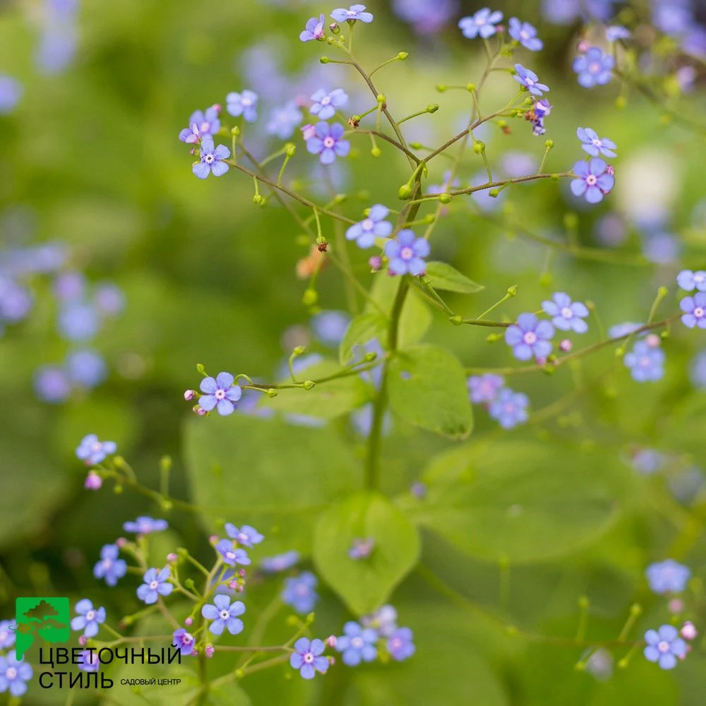 Бруннера чи незабудочник (Brunnera spisies) — Квітковий стиль, Харків